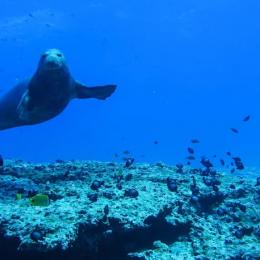 7 maneiras pelas quais a mudança climática está prejudicando a vida marinha