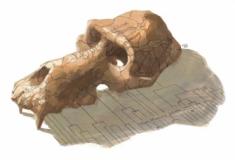 Origem dos antigos babuínos mumificados encontrados no Egito