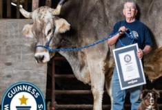 Bovino gigante bate recorde mundial como o boi mais alto do mundo