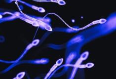 50 anos de dados relacionam inseticidas ao declínio global da contagem de espermatozóides