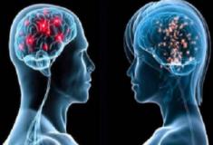  Qual cérebro é mais ativo - dos homens ou das mulheres?
