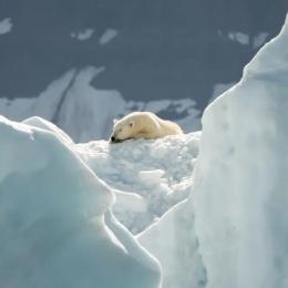 Proteger os delicados ecossistemas polares mapeando a biodiversidade