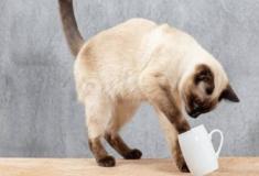 Por que os gatos gostam tanto de derrubar coisas?