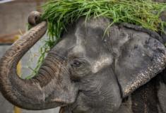 Morre Mali, considerada uma das elefantas 