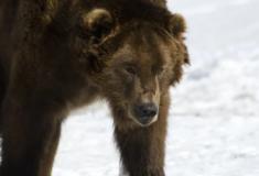 Ursos meio adormecidos vagam pela Sibéria porque está quente demais para hibernar