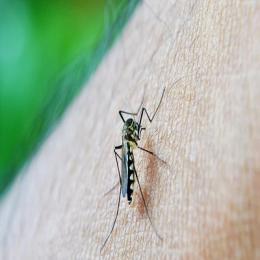 Quais são os sintomas da dengue? Saiba tudo sobre a doença