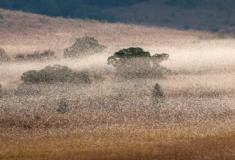 Enxames gigantes de gafanhotos podem se tornar mais comuns com mudanças climáticas