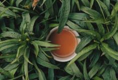 Micróbios das raízes podem ser o segredo para uma xícara de chá com melhor sabor