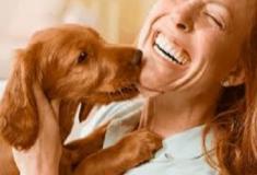  Cães são capazes de identificar emoções humanas!