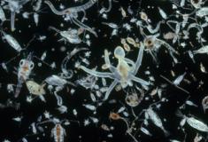 O comportamento do plâncton marinho pode prever futuras extinções marinhas
