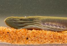 Cientistas encontram peixes lampreia antigos e ameaçados de extinção em Queensland
