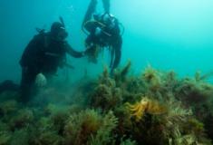 A rápida restauração dos recifes de ostras dá esperança de reparar o mar