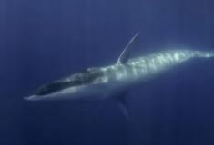 Japão planeja caçar baleias-comuns vulneráveis, enfurecendo conservacionistas