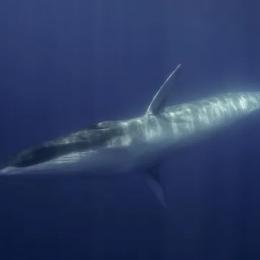 Japão planeja caçar baleias-comuns vulneráveis, enfurecendo conservacionistas