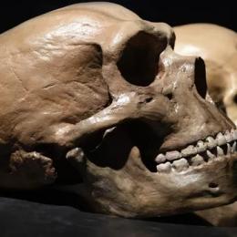 Qual é a diferença entre Neandertais e Homo sapiens?