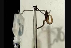 Cobra cai do teto e assusta paciente em unidade de saúde