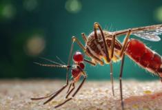 Dengue: Conheça os 9 Principais Sintomas
