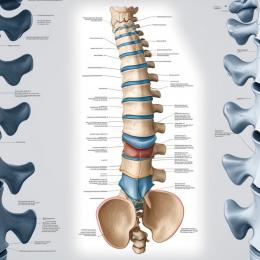 Hérnia de Disco: Exercícios para Aliviar a Dor e Recuperar a Mobilidade