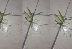 Louva deus invade casa e é recebido com louvor