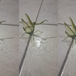 Louva deus invade casa e é recebido com louvor