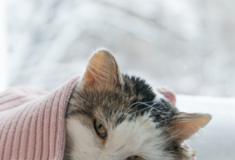 Oito sinais de que seu gato pode estar com demência