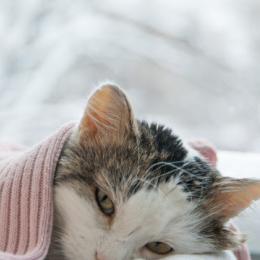 Oito sinais de que seu gato pode estar com demência