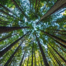 Produção Florestal do país cresce 16,7% e chega a R$ 44,3 milhões em 2024