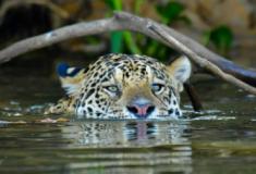 Ambientalistas e cientistas podem medidas urgente para salvar o Pantanal