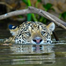 Ambientalistas e cientistas podem medidas urgente para salvar o Pantanal