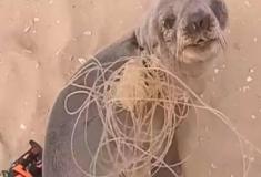 O Resgate Incomum de um Bebê Foca