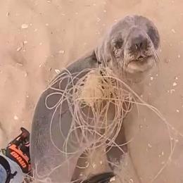 O Resgate Incomum de um Bebê Foca