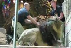 Leão de 180 kg ataca treinador em resort de Las Vegas — e tudo foi filmado por casal...