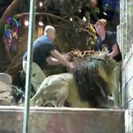Leão de 180 kg ataca treinador em resort de Las Vegas — e tudo foi filmado por casal...