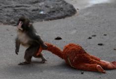Filhote solitário de macaco adota pelúcia e conquista corações na internet