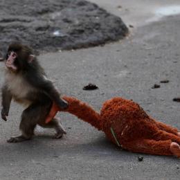 Filhote solitário de macaco adota pelúcia e conquista corações na internet
