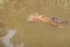 Crocodilo de 6 metros é visto carregando corpo de mulher desaparecida