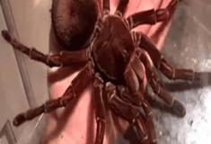 Aranha-Golias: A Gigante de Oito Patas que Pode Comer Até Pássaros!