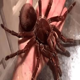 Aranha-Golias: A Gigante de Oito Patas que Pode Comer Até Pássaros!