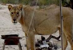 Acordar com Leões na Porta? Casal Vive Momento Inacreditável na Savana Africana