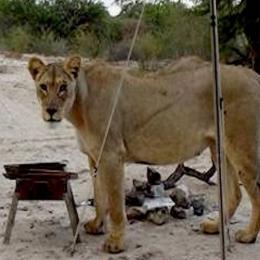 Acordar com Leões na Porta? Casal Vive Momento Inacreditável na Savana Africana