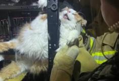 Gato tenta fugir de consulta e acaba entalado em cadeira