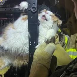 Gato tenta fugir de consulta e acaba entalado em cadeira