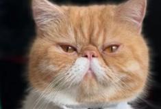Felino “vidente” viraliza ao prever futuro de Zelenskyy, pandemia e até o fim do mundo