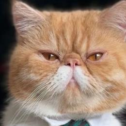 Felino “vidente” viraliza ao prever futuro de Zelenskyy, pandemia e até o fim do mundo