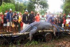 A História Impressionante do Maior Crocodilo do Mundo