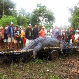 A História Impressionante do Maior Crocodilo do Mundo