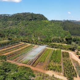 Agrofloresta Pode Ser a Chance de Conter o Aquecimento Global