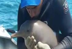 Homem salva adorável filhote de golfinho de rede de pesca descartada.