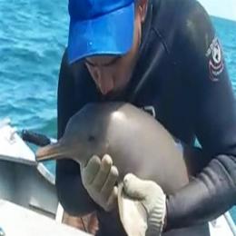 Homem salva adorável filhote de golfinho de rede de pesca descartada.