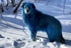Os Misteriosos Cães Azuis de Chernobyl: A Verdade por Trás dos Animais Radioativos